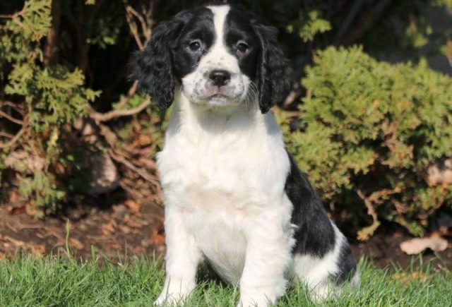 Keisha-English-Springer-Spaniel-e1519240495698.jpg