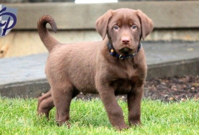 Kenny-Lab-MIx.jpg