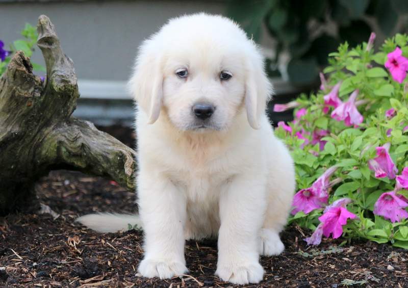 Kevin | Golden Retriever - English Cream Puppy For Sale | Keystone Puppies