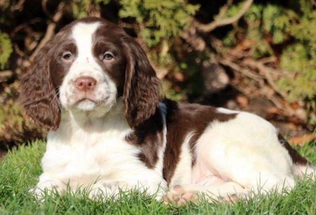 Kibble-English-Springer-Spaniel-e1519240408155.jpg