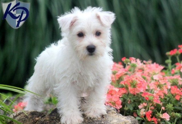 Kimmy-Westie.jpg