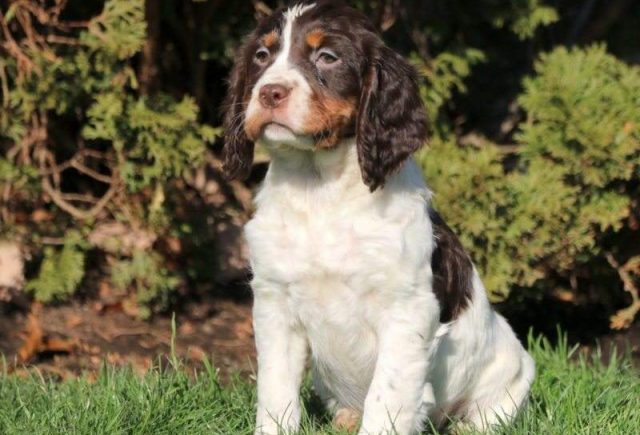 Kiwi-English-Springer-Spaniel2-e1519240452603.jpg