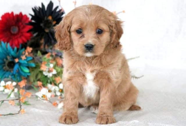 Kylie-Cavalier-Mix-e1518963769897.jpg