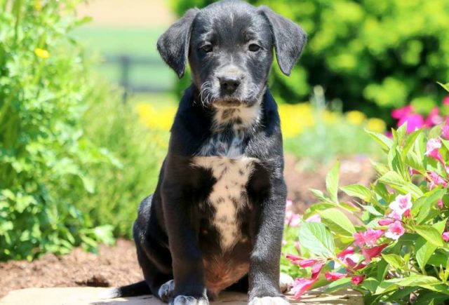 Lab mix puppy.