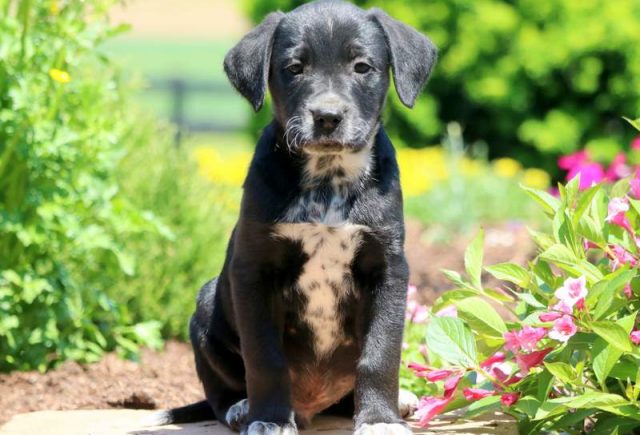 lab mix puppies for sale