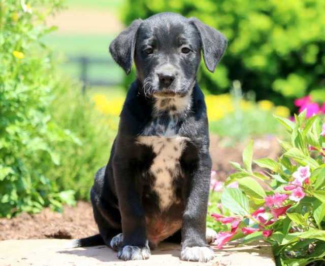 lab mix puppies for sale