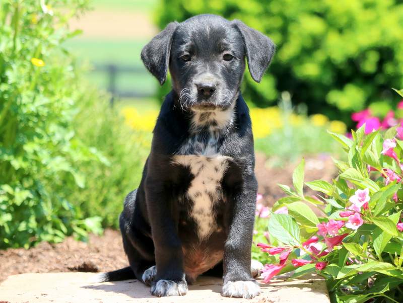 mixed lab dogs