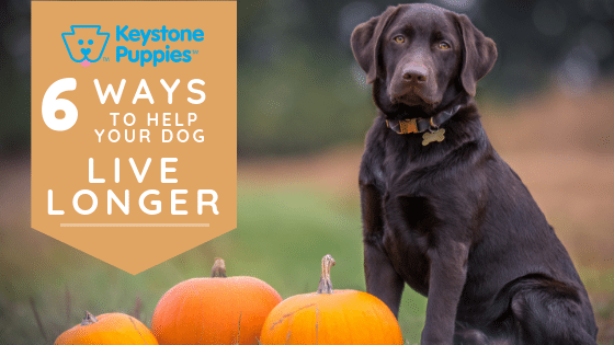 Labrador Keystone Puppies Puppies For Sale Pennsylvania