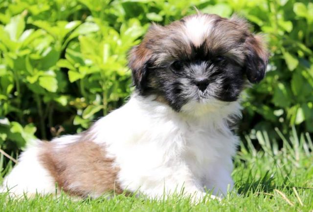 Lacey-Shih-Tzu.jpg