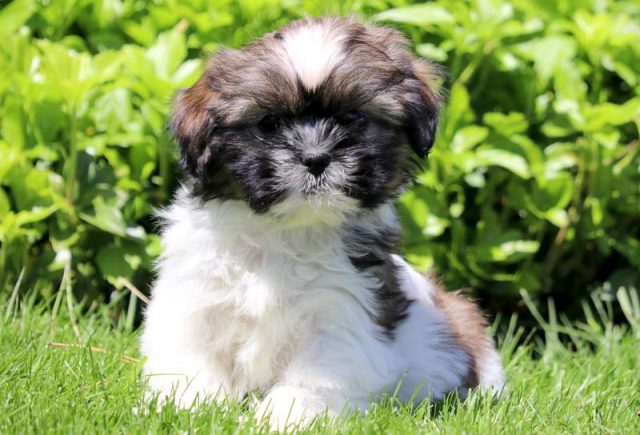 Lacey-Shih-Tzu2.jpg