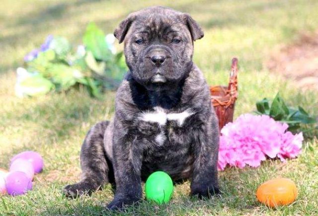 Lady-Presa-Canario.jpg