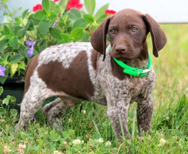 Lance German Shorthaired Pointer Puppy For Sale Keystone Puppies
