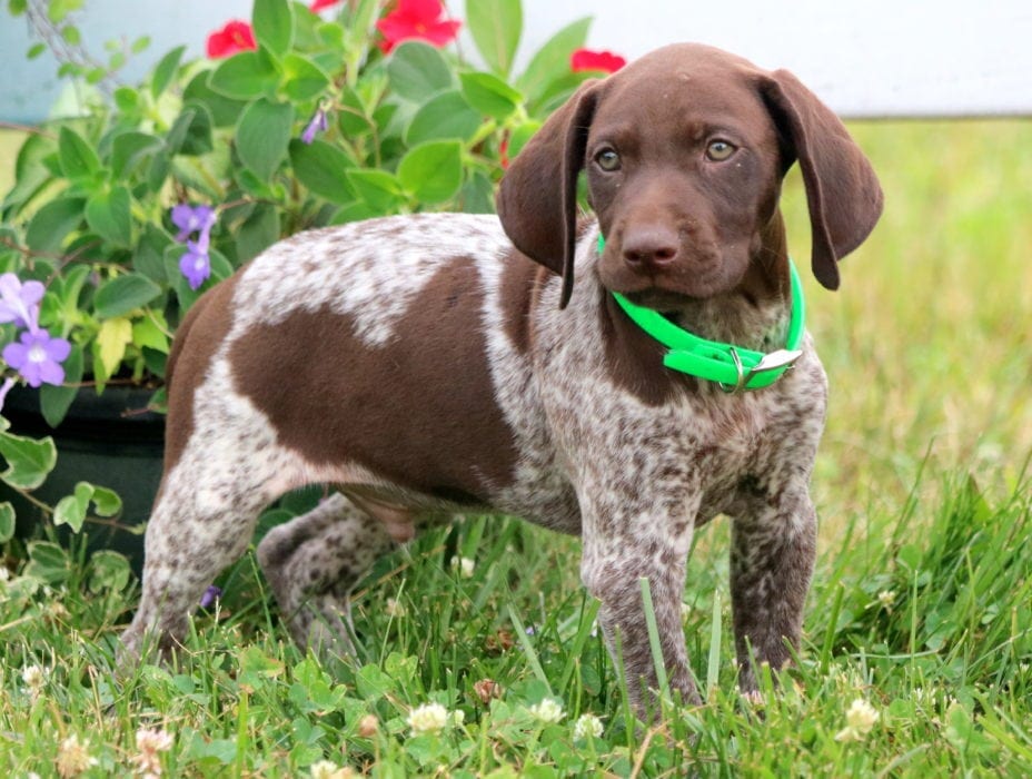 Lance | German Shorthaired Pointer Puppy For Sale ...