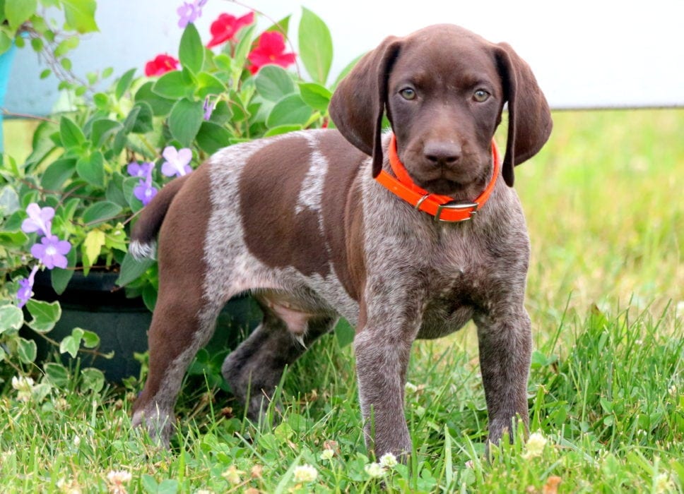 Landon German Shorthaired Pointer Puppy For Sale Keystone Puppies
