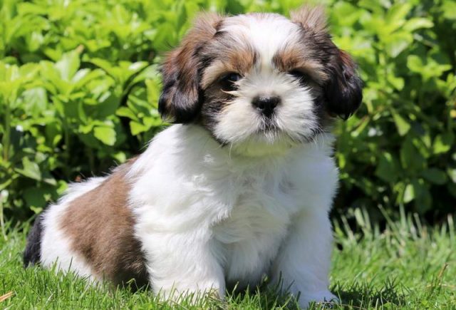 Landon-Shih-Tzu.jpg