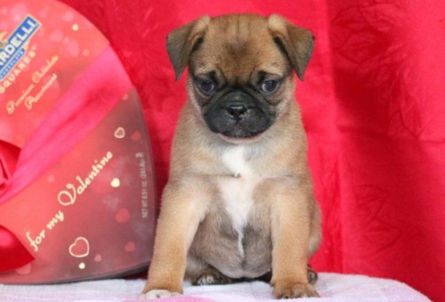 Lanelle-Pug-Mix-e1518963671677.jpg