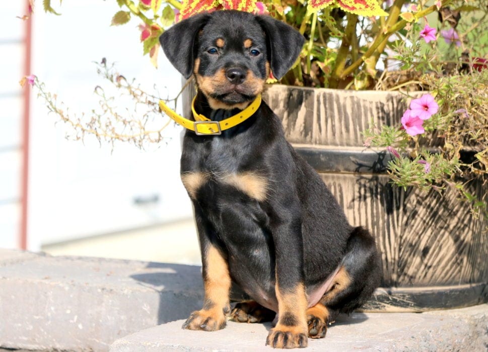 Lenny Rottweiler Miniature Puppy For Sale Keystone Puppies