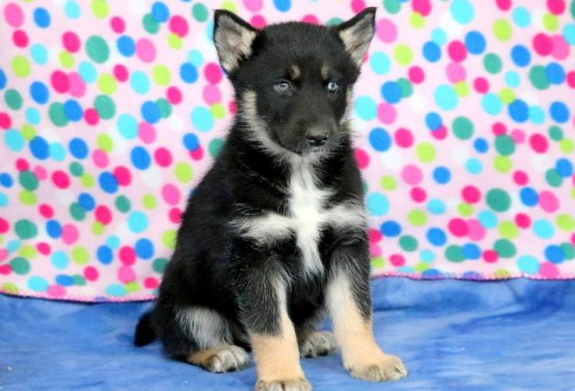Leo-Gerberian-Shepsky-2.jpg