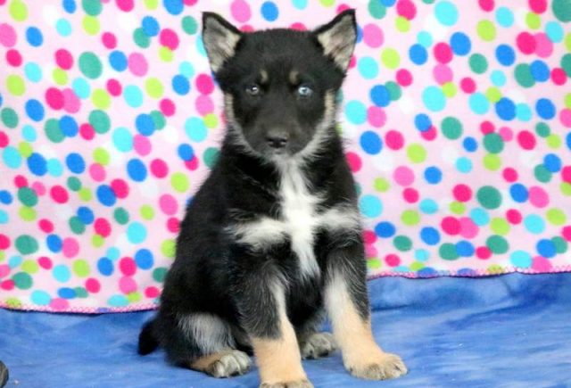 Leo-Gerberian-Shepsky.jpg