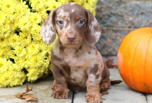 Leo-Mini-Dachshund-e1519319204399.jpg