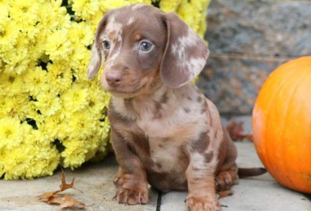 Leo-Mini-Dachshund2-e1519319218550.jpg