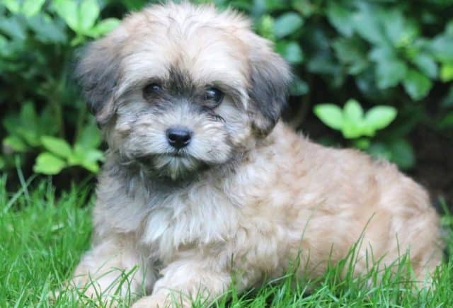 Lhasapoo puppies for sale