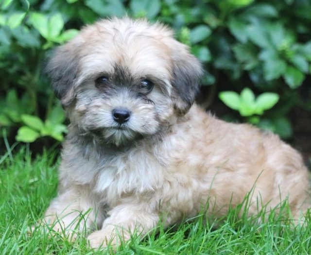 Lhasapoo puppies for sale