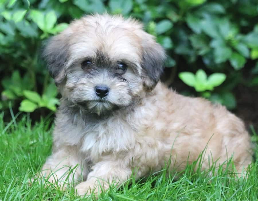 lhasa poo hypoallergenic