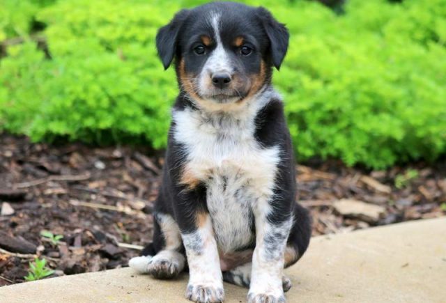 Libby-Mini-Australian-Shepherd-Mix.jpg