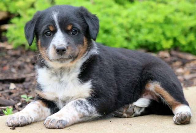 Libby-Mini-Australian-Shepherd-Mix2.jpg