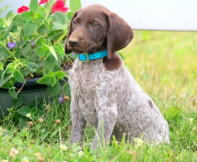 Lilac German Shorthaired Pointer Puppy For Sale Keystone Puppies