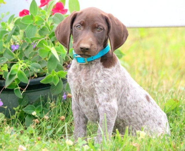 Lilac German Shorthaired Pointer Puppy For Sale Keystone Puppies