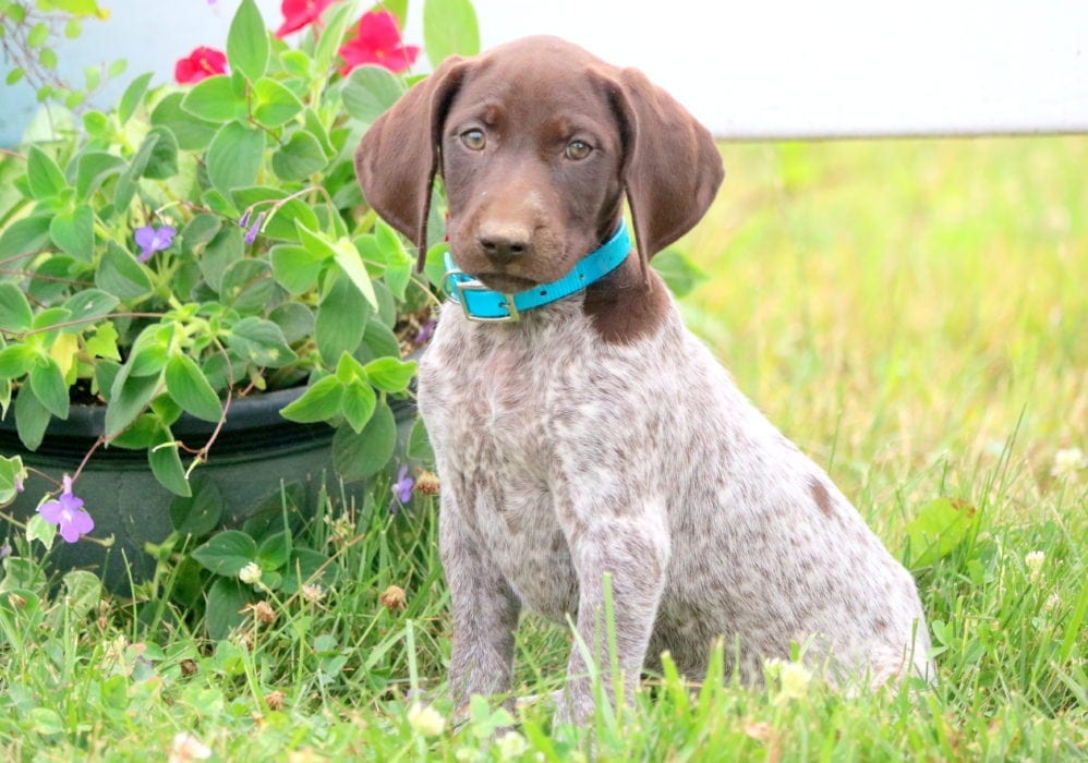 Lilac German Shorthaired Pointer Puppy For Sale Keystone Puppies