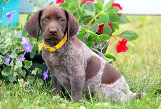 Lilly-German-Shorthaired-Pointer-1.jpg