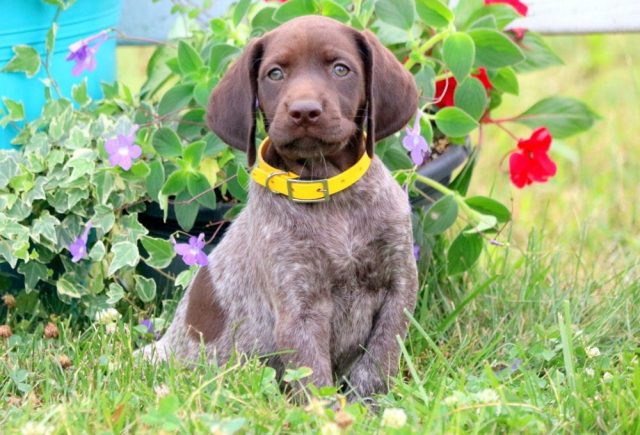 Lilly-German-Shorthaired-Pointer-2.jpg