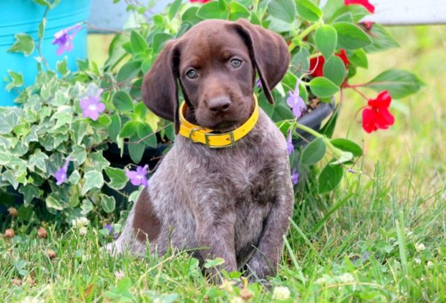 Lilly-German-Shorthaired-Pointer-3.jpg