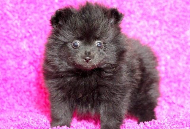 Lilly-Pomeranian-e1519248640446.jpg