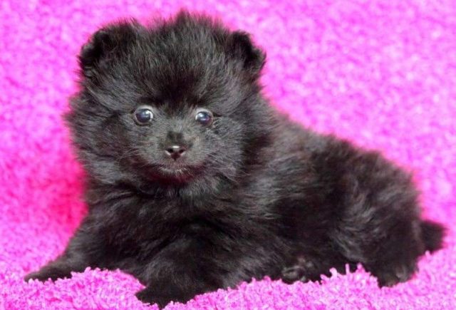 Lilly-Pomeranian2-e1519248634465.jpg