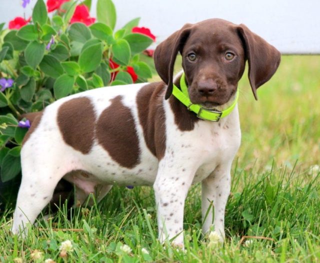 Lincoln German Shorthaired Pointer Puppy For Sale Keystone Puppies