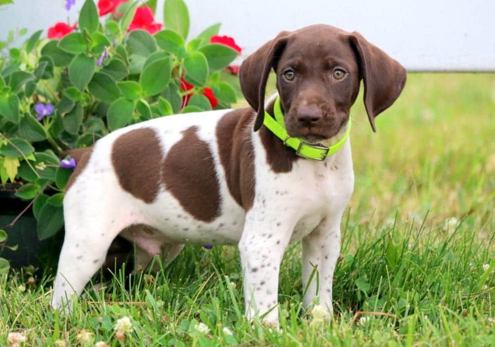 Lincoln German Shorthaired Pointer Puppy For Sale Keystone Puppies