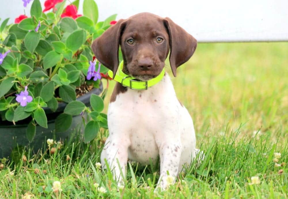 Lincoln German Shorthaired Pointer Puppy For Sale Keystone Puppies