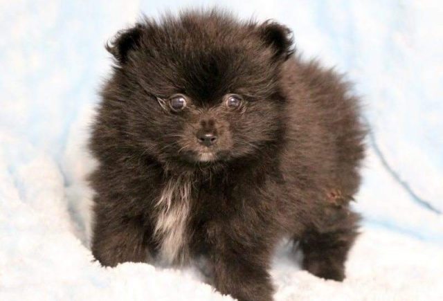 Lincoln-Pomeranian-e1519248617366.jpg