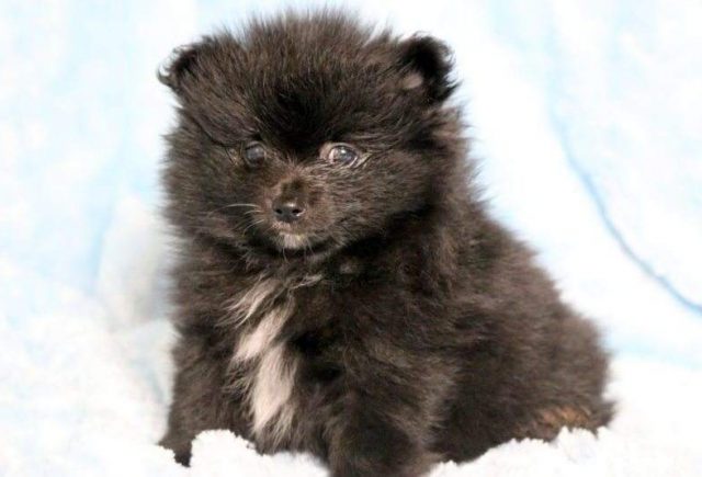 Lincoln-Pomeranian2-e1519248611849.jpg