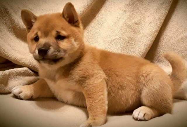 Lincoln-Shiba-Inu-e1519318949192.jpg
