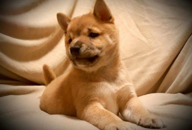 Lincoln-Shiba-Inu2-e1519318957801.jpg