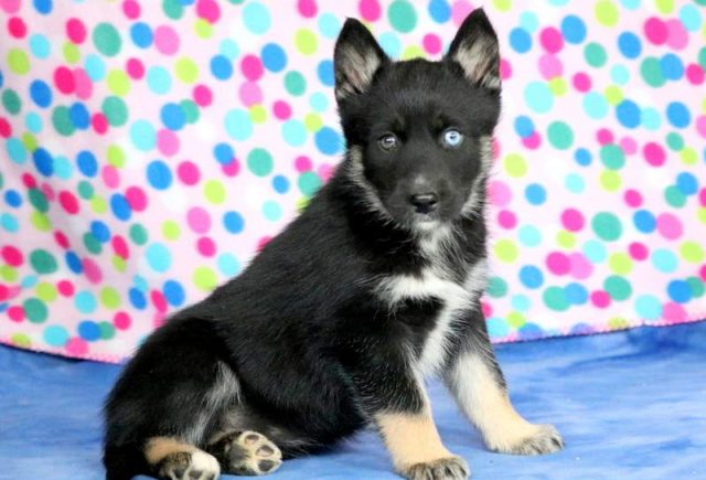 Lindy-Gerberian-Shepsky-2.jpg