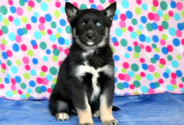 Lindy-Gerberian-Shepsky.jpg