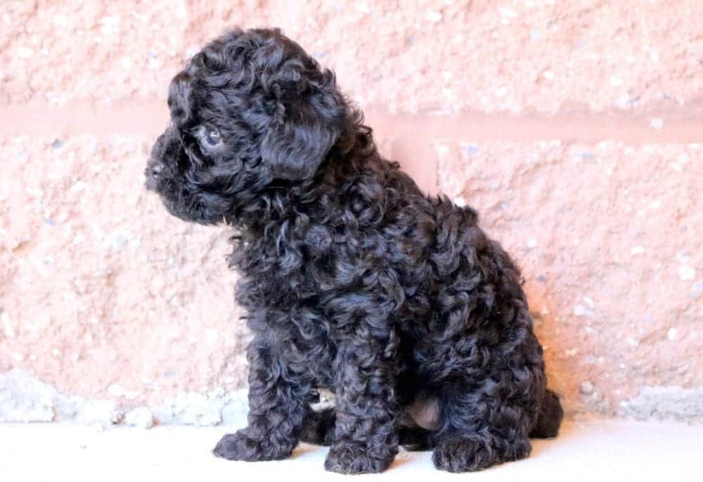 Lola Poodle Toy Puppy For Sale Keystone Puppies Lola Poodle Toy Puppy For Sale Keystone Puppies