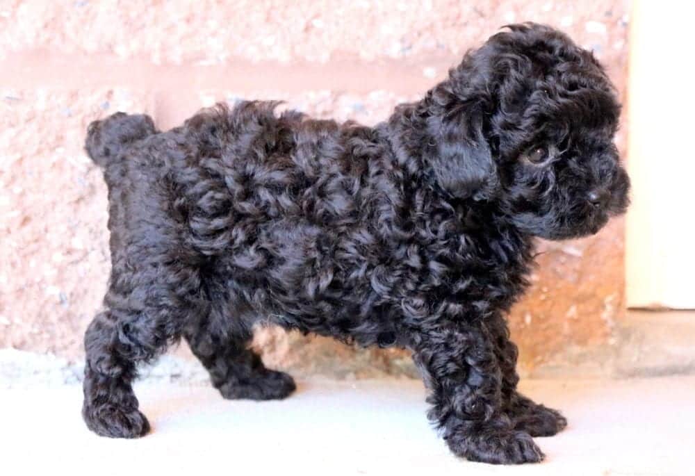 Lola Poodle Toy Puppy For Sale Keystone Puppies Lola Poodle Toy Puppy For Sale Keystone Puppies
