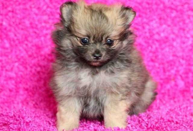 Lollipop-Pomeranian-e1519248628426.jpg